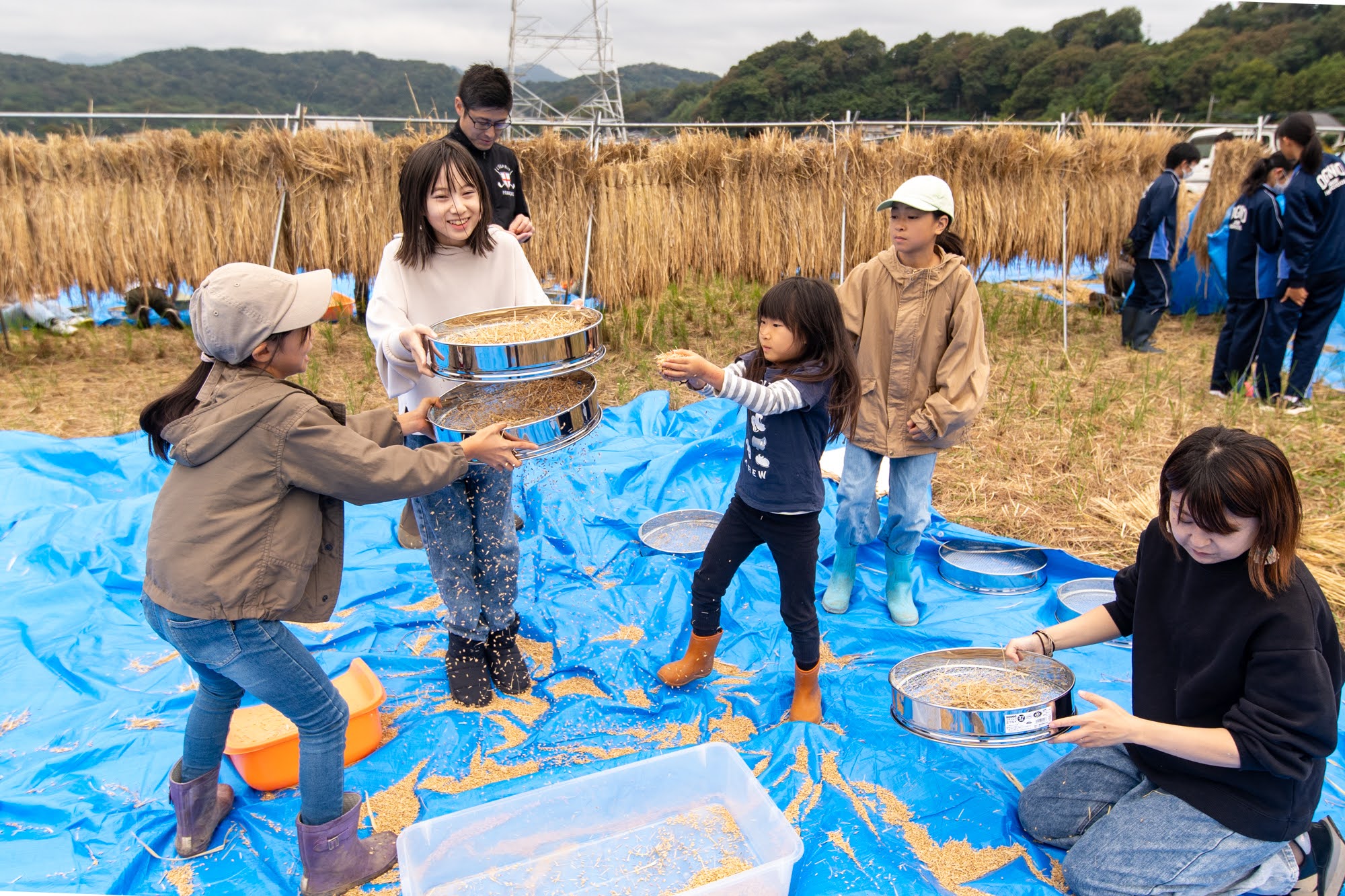 自然米プロジェクト脱穀